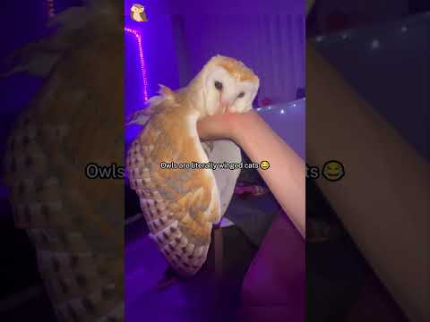 Owl core🦉#funny #owl #owls #owlsoftiktok #funnytiktok #fpy#foryou