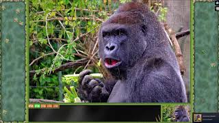 Pixel Puzzles Ultimate ► video № 42 ◄