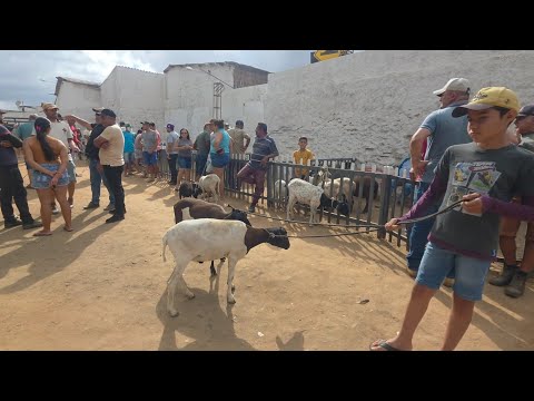 FEIRA DE ANIMAIS DE BARRA DE SÃO MIGUEL-PB 06/12/2025