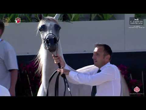 N 33 E S  SHARJAH   Al Shiraa International Arabian Horse Show 2023   Fillies 2   3 Years Old Class