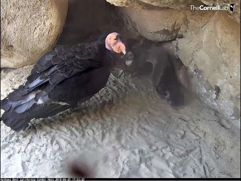 California Condor~Dad is feeding his chick~2018/06/27 5:32pm