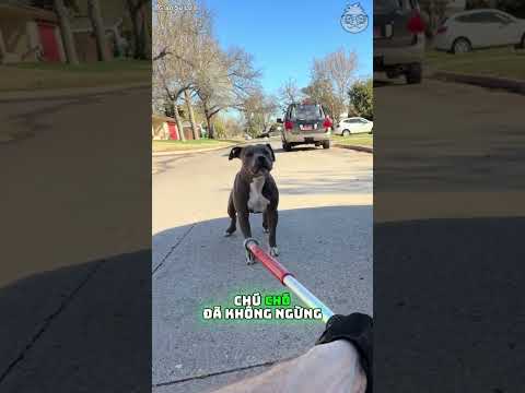 Chú chó chỉ đang bảo vệ con của mình! @animalwelfareguy  #shorts