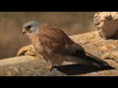 CERNÍCALO PRIMILLA | LESSER KRESTEL | Falco naum
