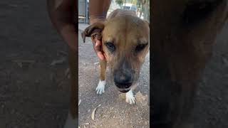 Video preview image #1 American Pit Bull Terrier-Unknown Mix Puppy For Sale in El Centro, CA, USA