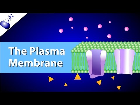 The Plasma Membrane and the Fluid Mosaic Model