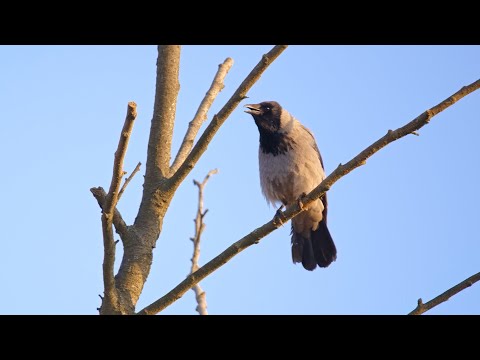 Vrana popolavá — chrapľavé „krá-krá-krá