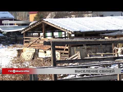 Соседство с душком: свиноферму в Шелеховском районе закрыли после многолетних жалоб