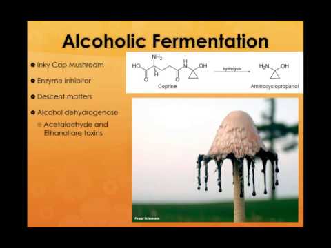 Reynolds Fermentation LV.mp4