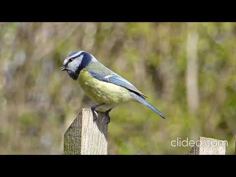 Пение птиц на природе - Singing birds in nature