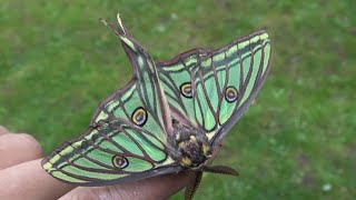 Graellsia isabellae / Spanish Moon Moth / Rearing Notes