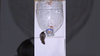 Easy mouse trap | Best Rat Trap/mousetrap ideas from plastic bottle #mouse #rattrap #mousetrap