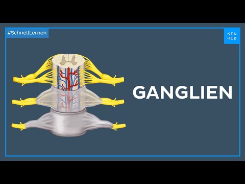 Anatomie der Ganglien - Anatomie einfach erklärt | Kenhub