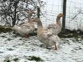 BUFF SEBASTOPOL GEESE CURLY BREASTED FROM CHESHIRE POULTRY UK ENGLAND