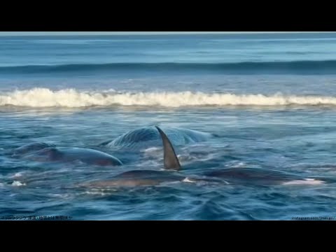 マッコウクジラ 津波・地震とは無関係