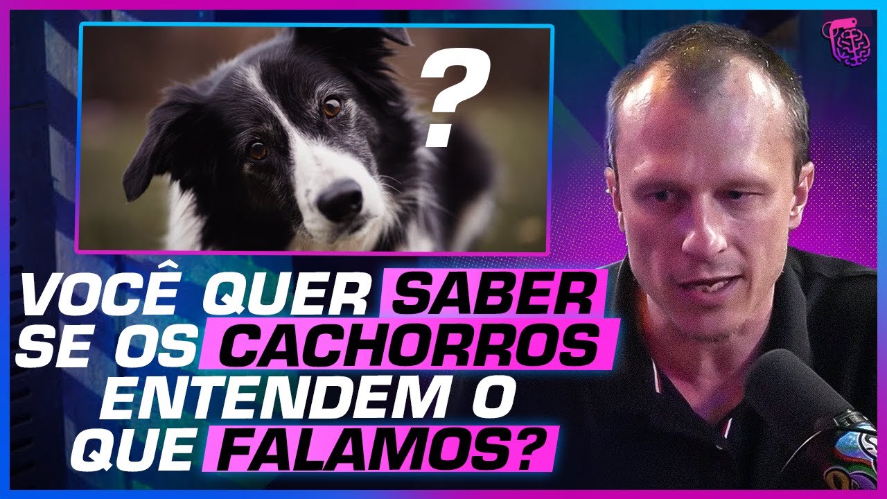 OS CACHORROS são ANIMAIS INTELIGENTES?  - GILBERTO MIRANDA, ALEXANDRE ROSSI E CELSO CAVALLINI