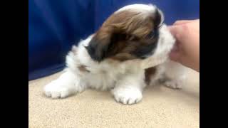 タイニープードルの動画01
