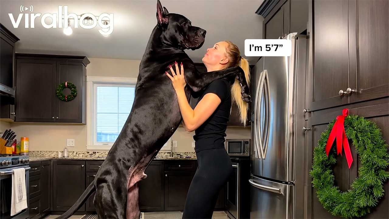 Great Dane Is Taller Than Human || ViralHog