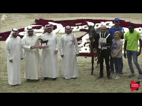 N.126 MAHER AL SAYED - BRONZE - Yearling Colts Championship