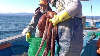 Amazing Giant Octopus Fishing Process by Korean Fishermen. Sea Octopus Fishing Skills