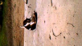 Cat playing with itself