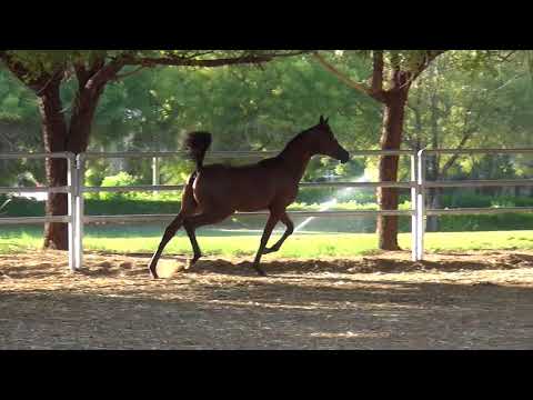 AJ Marzan x Nismat Albidayer 2017 colt