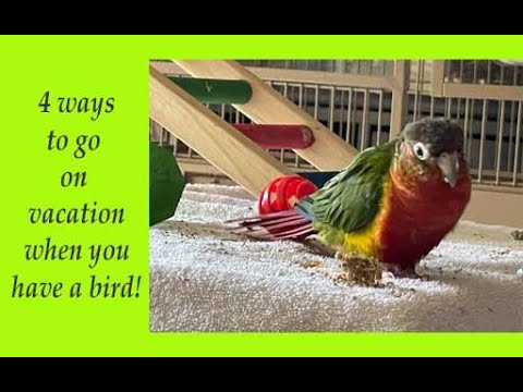 YouTube video about: Where can I leave my bird while on vacation?