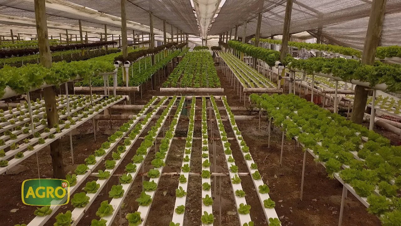 Finca El Sauce: Como producir 5.000 lechugas por día en hidroponia (#915 2021-02-13)