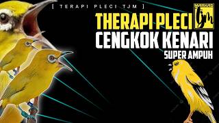 Download lagu 🔴 LIVE Terapi Pleci Paling Ampuh  Rasa Masteran Kenari  !!! mp3