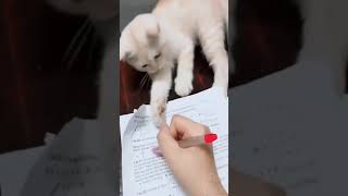 ☆Super Cute Animals☆Cute cats and funy dogs＆cat　videos compilation2021C㊹#Shorts