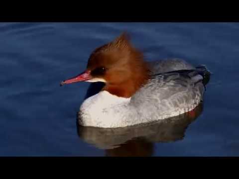 Der Natur auf der Spur (F91)