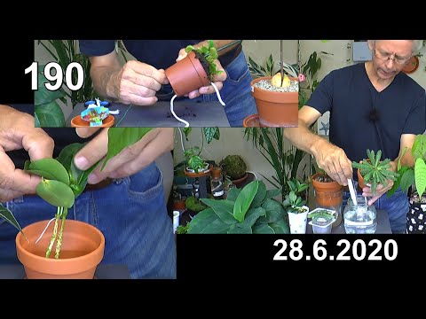Praktische Anwendung bei der Anzucht von Zimmerpflanzen der besonderen Art und Vielfalt erleben