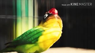 Download lagu RAHASIA PAKAN LOVEBIRD KONSLET BISA JADIKAN BURUNG HARGA RATUSAN JUTA mp3