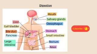 Digestion for AQA GCSE Biology and Combined Science.