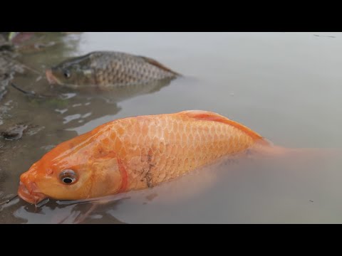 Stop Motion ASMR - Koi Golden Carp Betta Fish Catching Mud Hole Primitive 