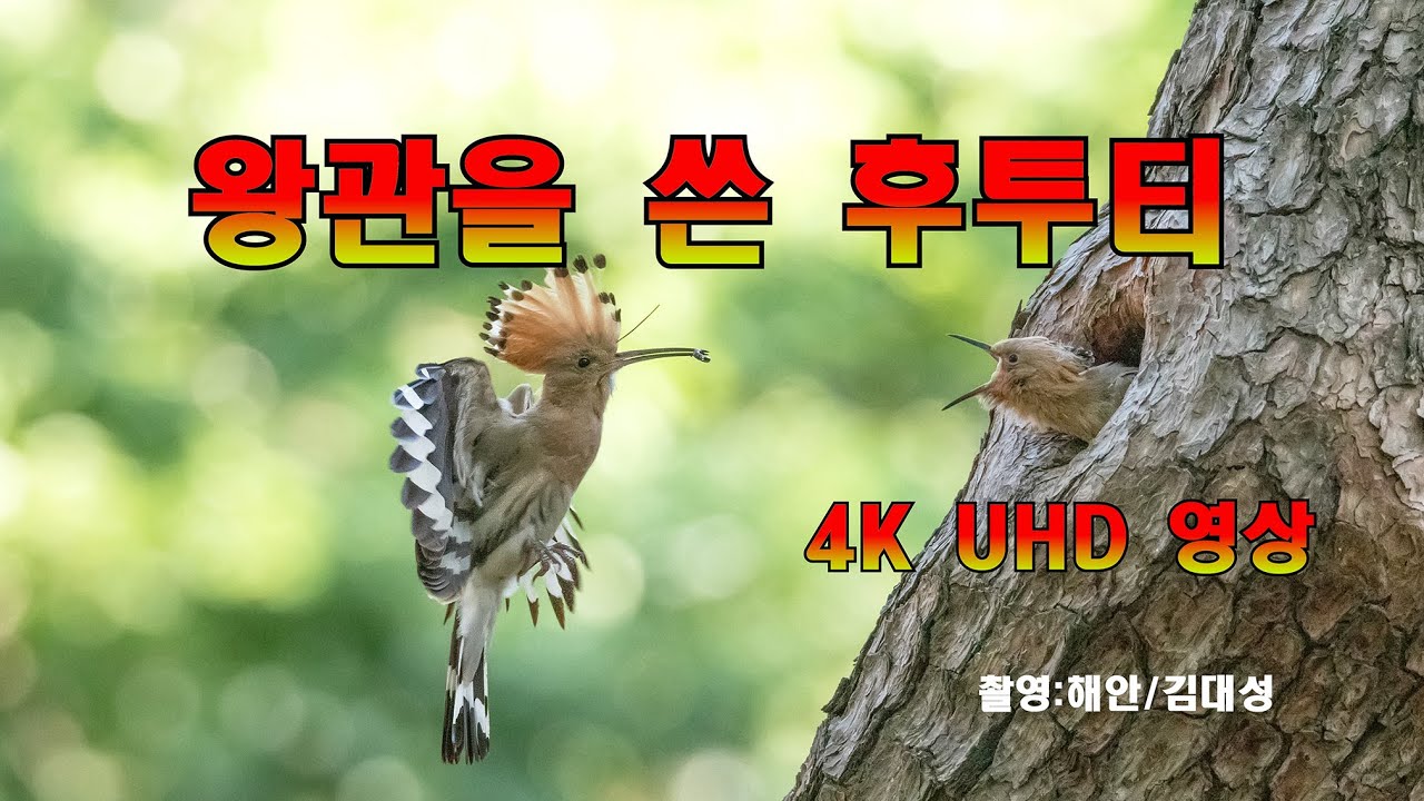 귀족새 후투티 영상 유튜브 썸네일