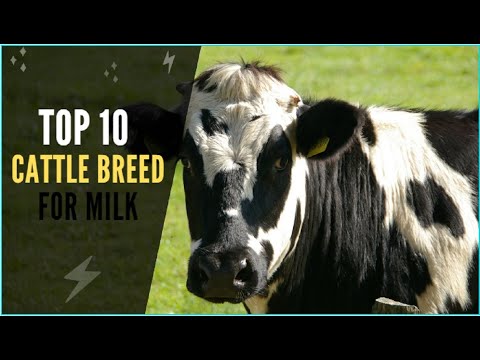 , title : 'Top 10 Cattle Breeds in the world || #dairycattle || #vet || #livestockanimals'