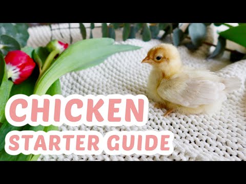 , title : 'HOW TO RAISE BABY CHICKS.  SIMPLE BEGINNERS GUIDE FOR BACKYARD CHICKENS AND TIPS FOR A HEALTHY FLOCK'