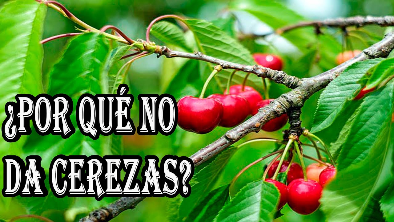 ¿Por qué Mi Cerezo No da Frutas SOLUCIÓN