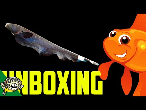 Tropical Fish Unboxing. Black Ghost Knife and other oddballs.