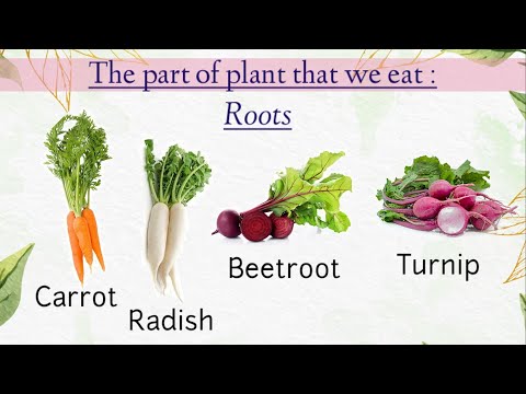 Plants Around Us || Parts Of Plant That We Eat || Where Do Plants Store Their Food