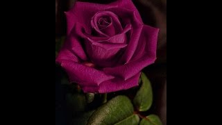 Eliane Elias- Chega De Saudade