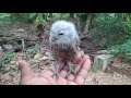 Devil Birds Of Srilanka