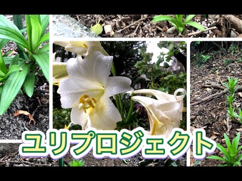 沖縄大学を満開に　ユリプロジェクト【2021-004】