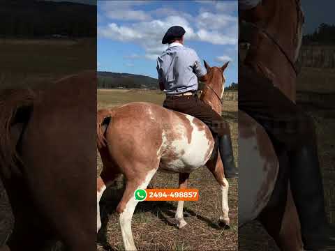 CABALLO OVERO GATEADO ENTREPESADO DESTACADO POR FUNCIONALIDAD $6.000.000 - LOSEQUINOS.COM