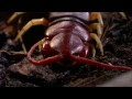 Killer Centipede | World's Deadliest