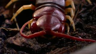 Killer Centipede | World