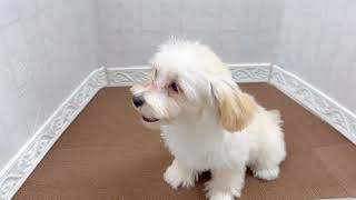 ハーフ犬の動画02