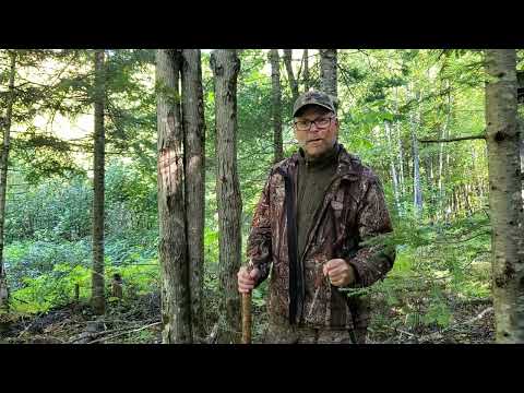 Moose: The most profitable sound to attract a moose