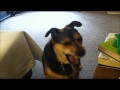 Dog Yawning Loudly