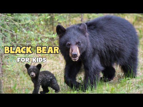 Black Bear | honey lovers and tree climbers | Educational Video For kids